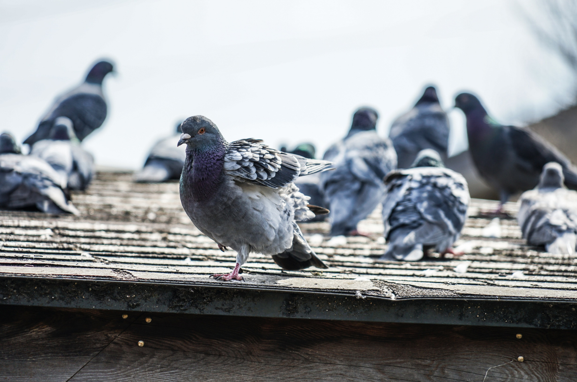 Pigeons & Oiseaux à Marseille — Extermination Marseille