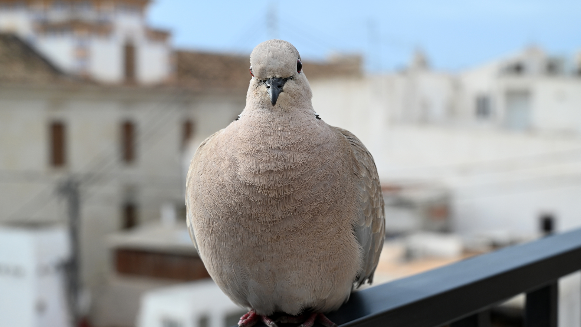 Intervention anti-nuisibles à Marseille — Extermination Marseille 1